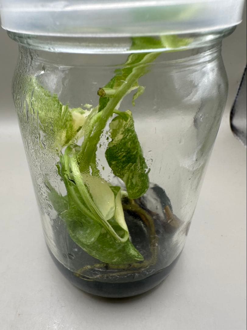 新春特価MonsteraLegacy モンステラ　レガシー 斑入り 散り斑TC株