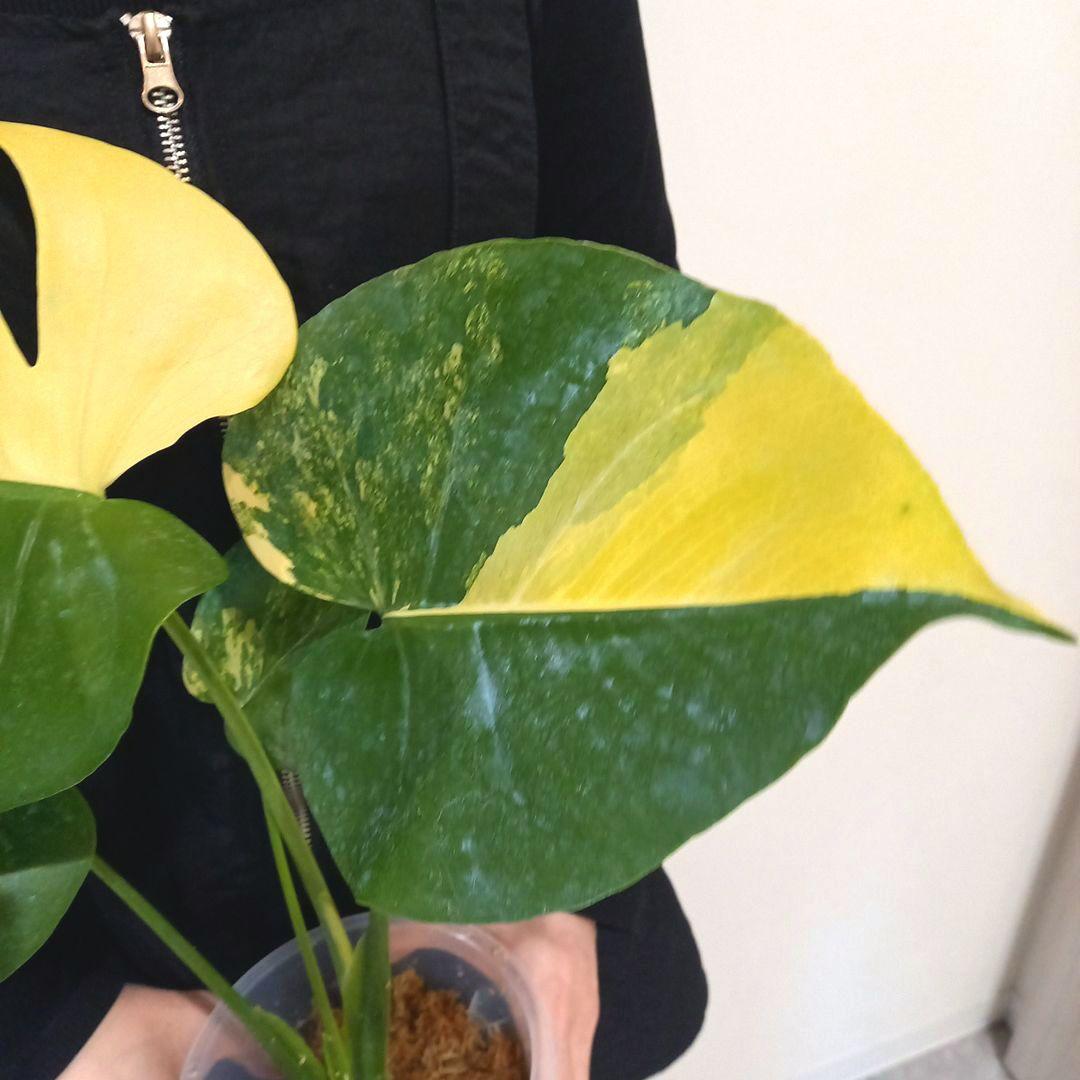 モンステラ　デリシオーサ　ポンポン