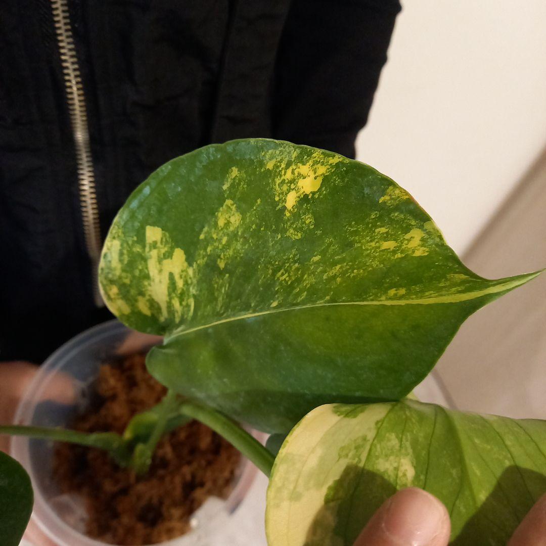 モンステラ　デリシオーサ　ポンポン