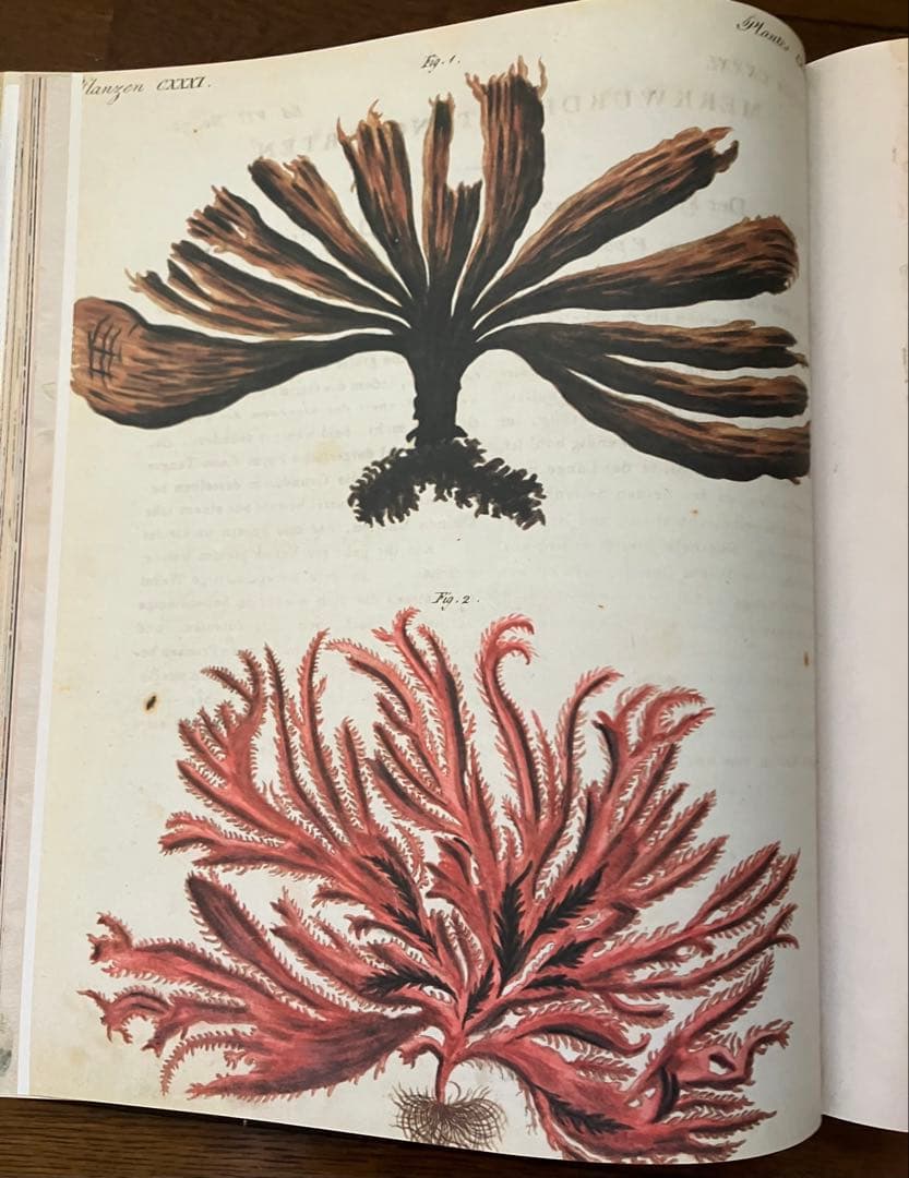 ジョンデリアン ピクチャーブック