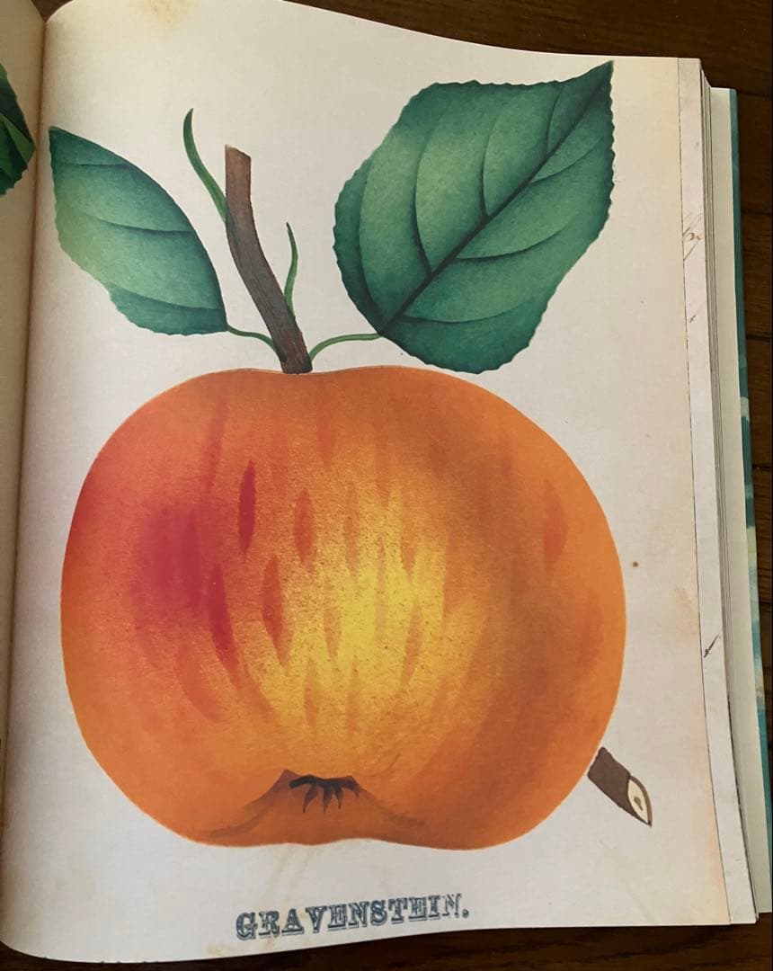 ジョンデリアン ピクチャーブック