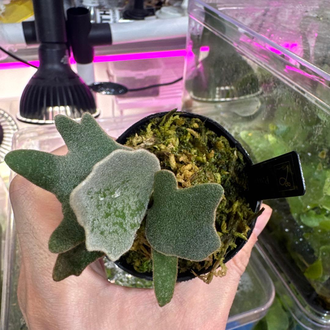 R*o様 エルブス　ウィリンキー　ビカクシダ　子株