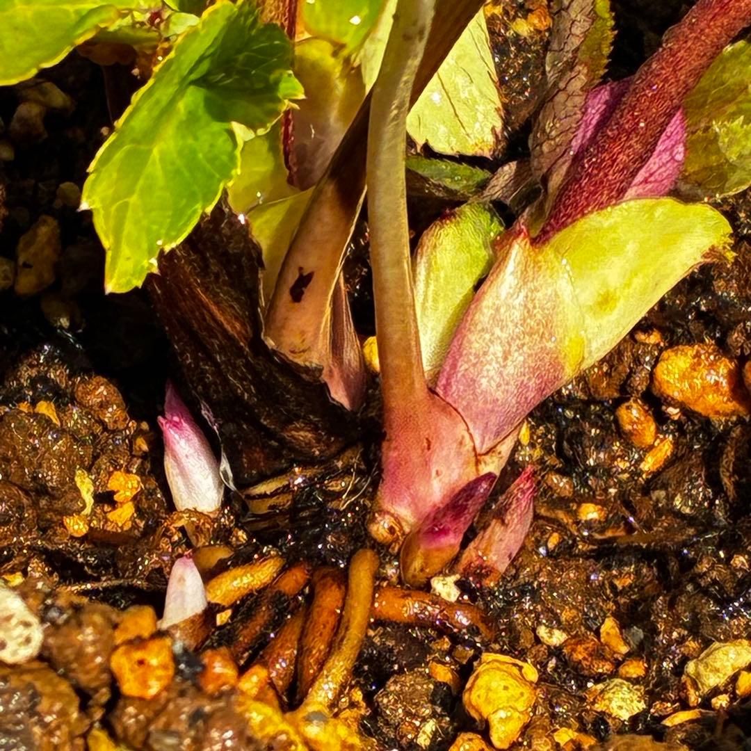 も*読様 3537☘️⭐️沢山⭐️蕾花付き☘️6号☘️極上☘️⭐️小輪⭐️ ハー