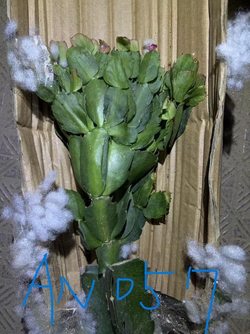 【*&*&*様確認用】デンマークカクタス　AN057＋AN100＋雅 接木