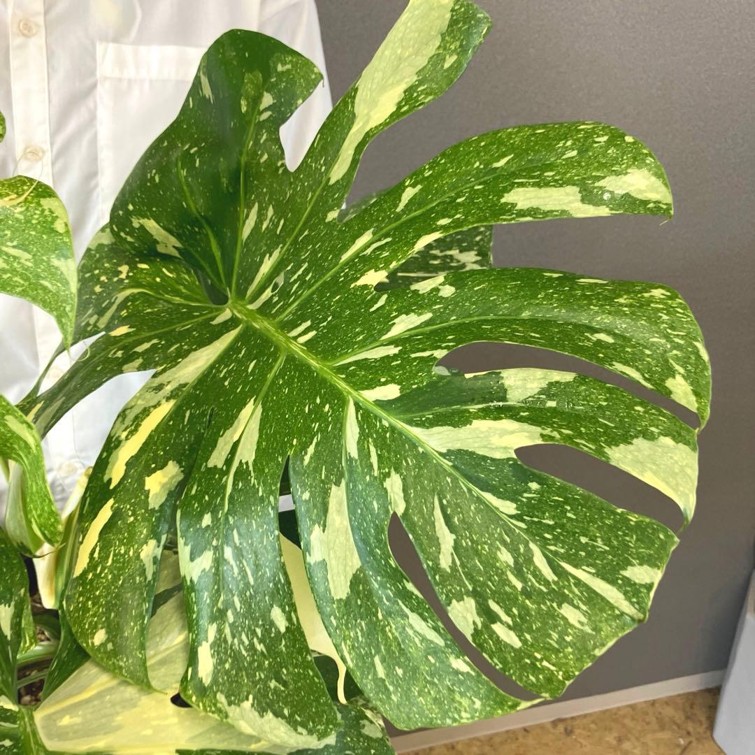 超絶希少❗️超絶美斑❗️モンステラ　デリシオーサ　クリームブリュレ✨キセログラフィカ