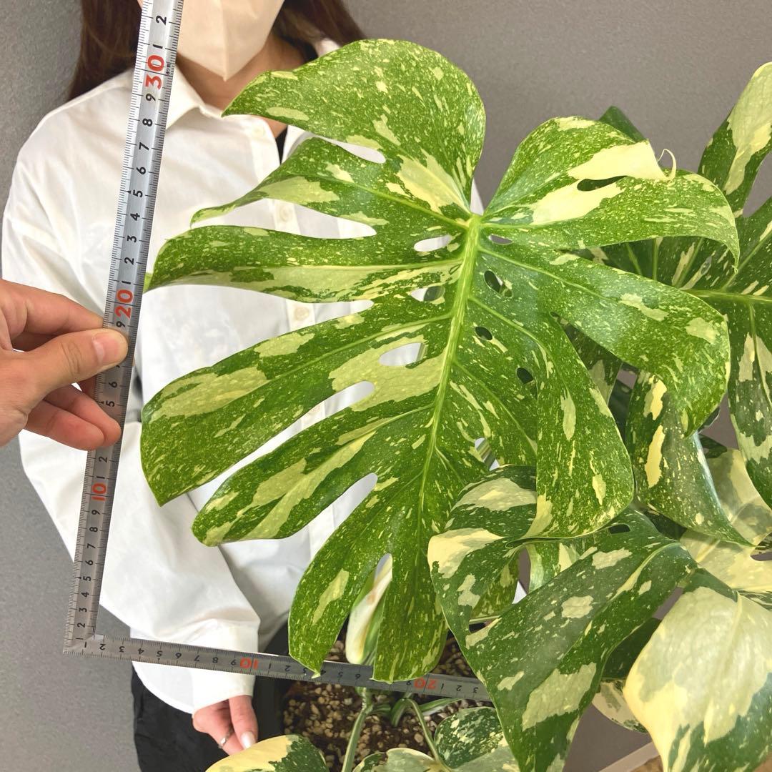 超絶希少❗️超絶美斑❗️モンステラ　デリシオーサ　クリームブリュレ✨キセログラフィカ