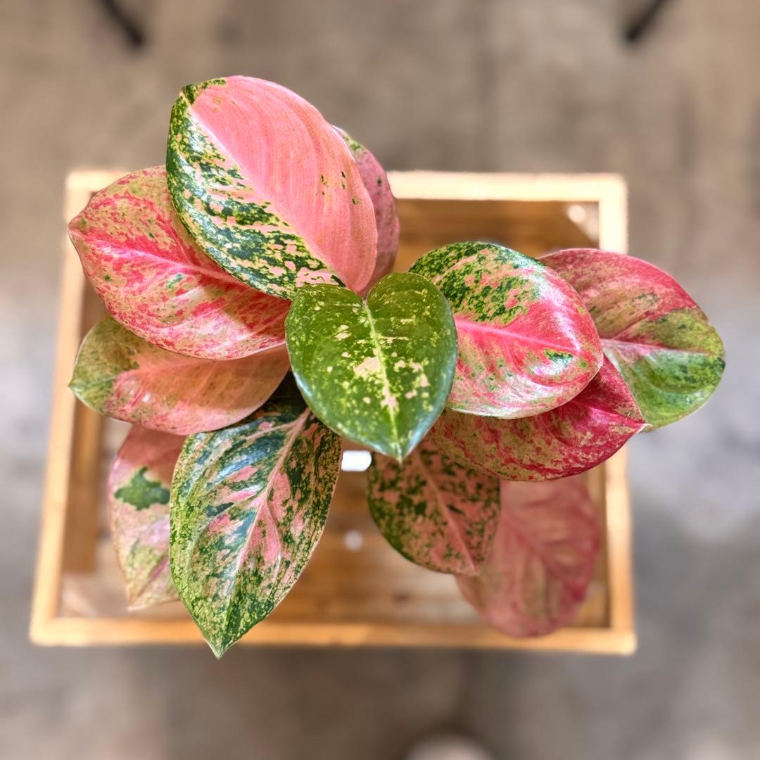 ろ*読様 31 アグラオネマ　ピンクイメリタス　上品な色合い　取り木可能サイズ