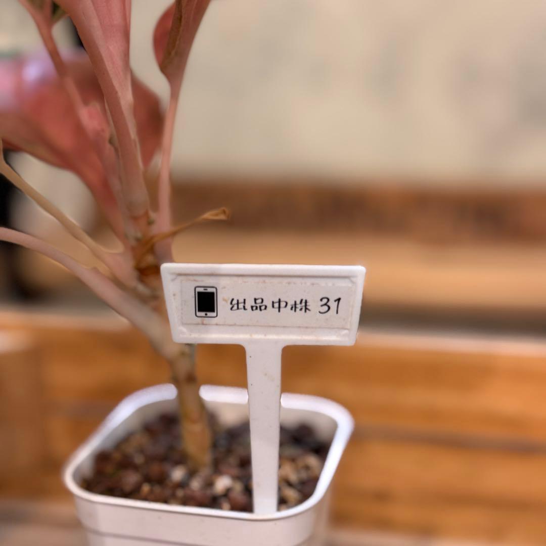 ろ*読様 31 アグラオネマ　ピンクイメリタス　上品な色合い　取り木可能サイズ