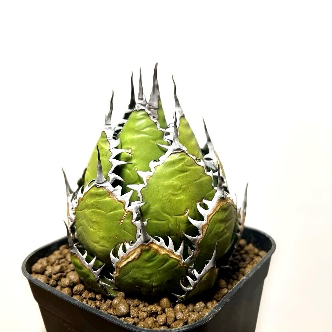 アガベ 鉢植発送 ホリダ 強刺 狂刺 極上血統 スペシャル個体 特選株
