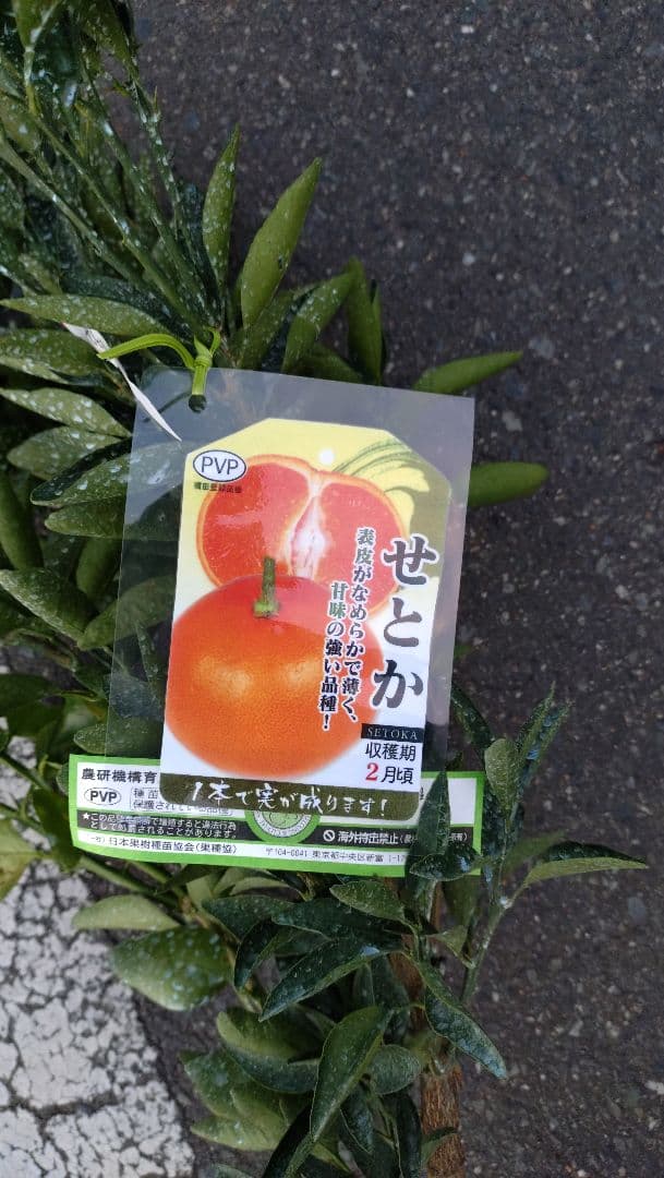 やすページ！「せとか４年生」＆「石地苗木３年生」セット