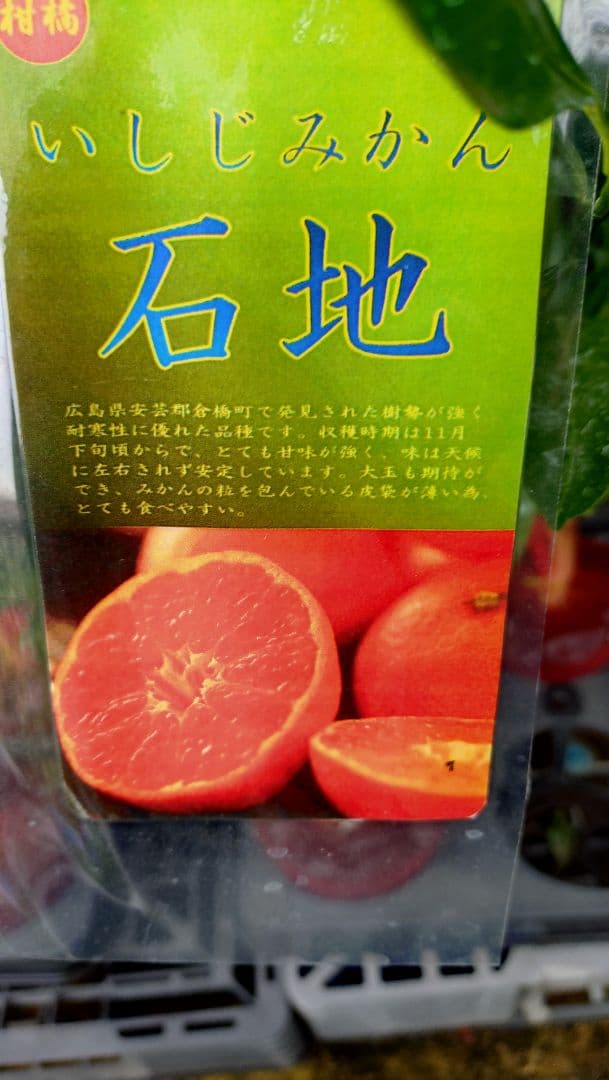 やすページ！「せとか４年生」＆「石地苗木３年生」セット