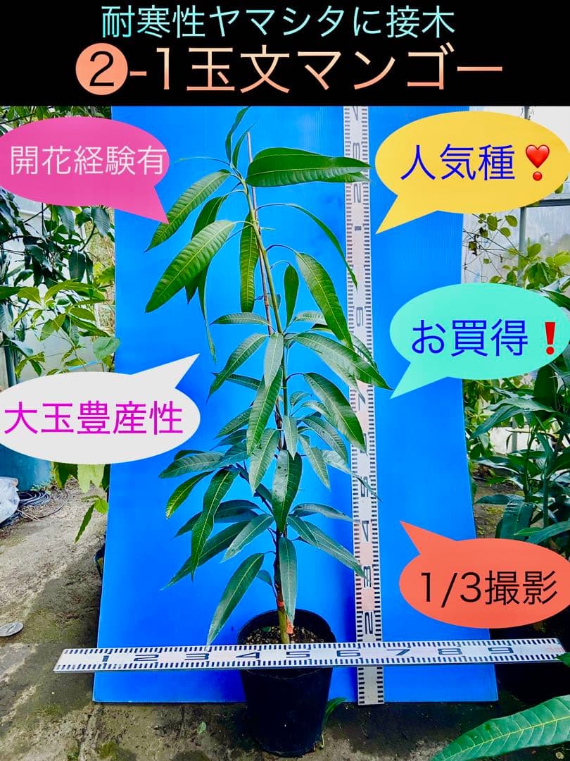 くろ❷-1玉文マンゴー 耐寒ヤマシタに接木