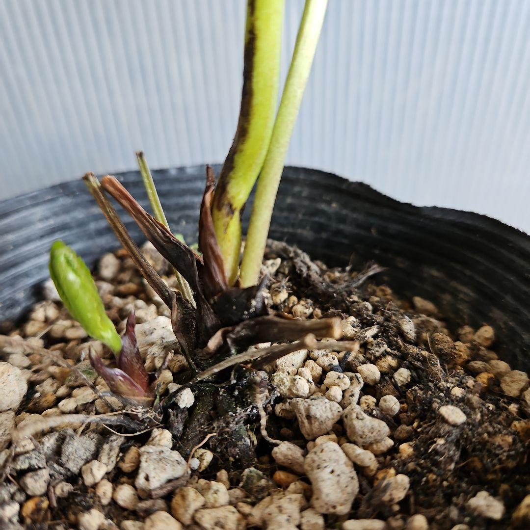 mamo様ご購入苗㉖-351クリスマスローズ