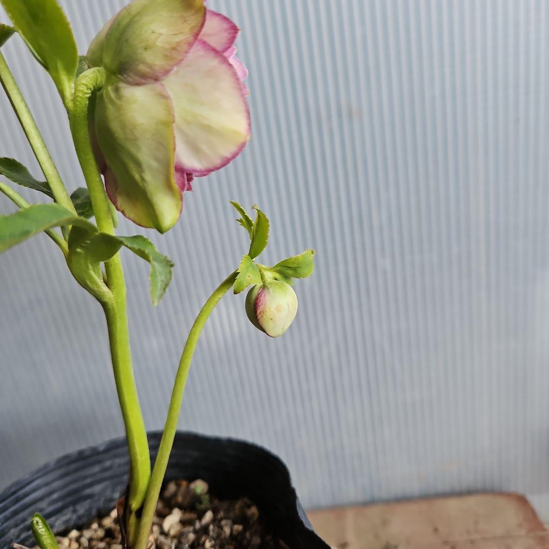 mamo様ご購入苗㉖-351クリスマスローズ