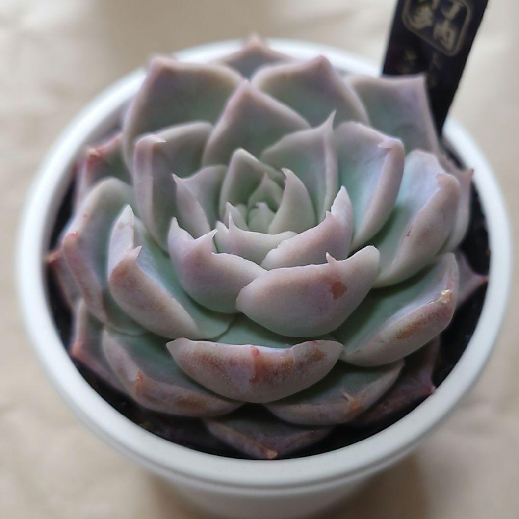 多肉植物　まとめ売り（札付き）