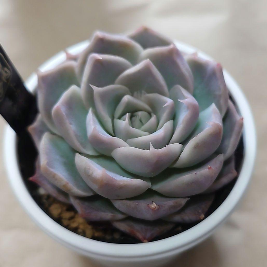 多肉植物　まとめ売り（札付き）