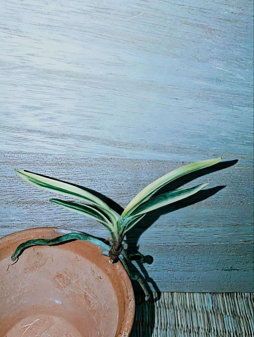 【迎春特別価格品】富貴蘭　Super白牡丹