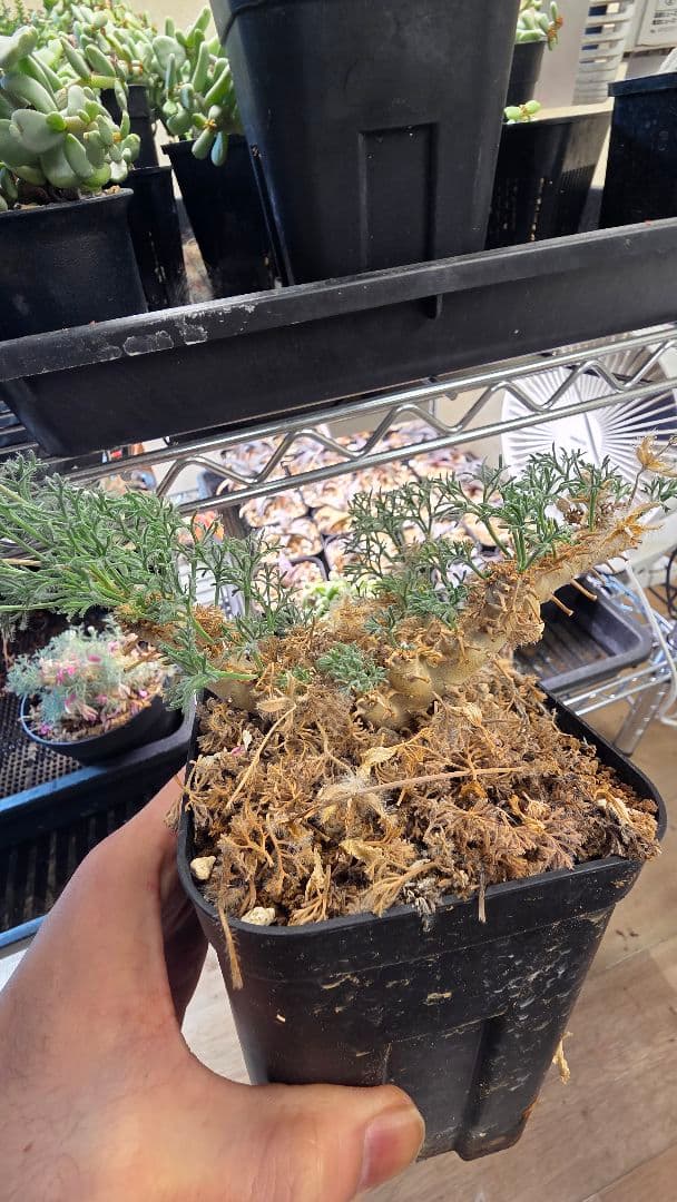 サウコカウロン　ペニクリナム　大株