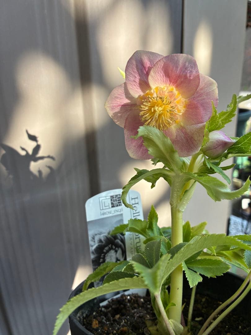 ♡広瀬園芸♡ SDベビーピンクぼかし