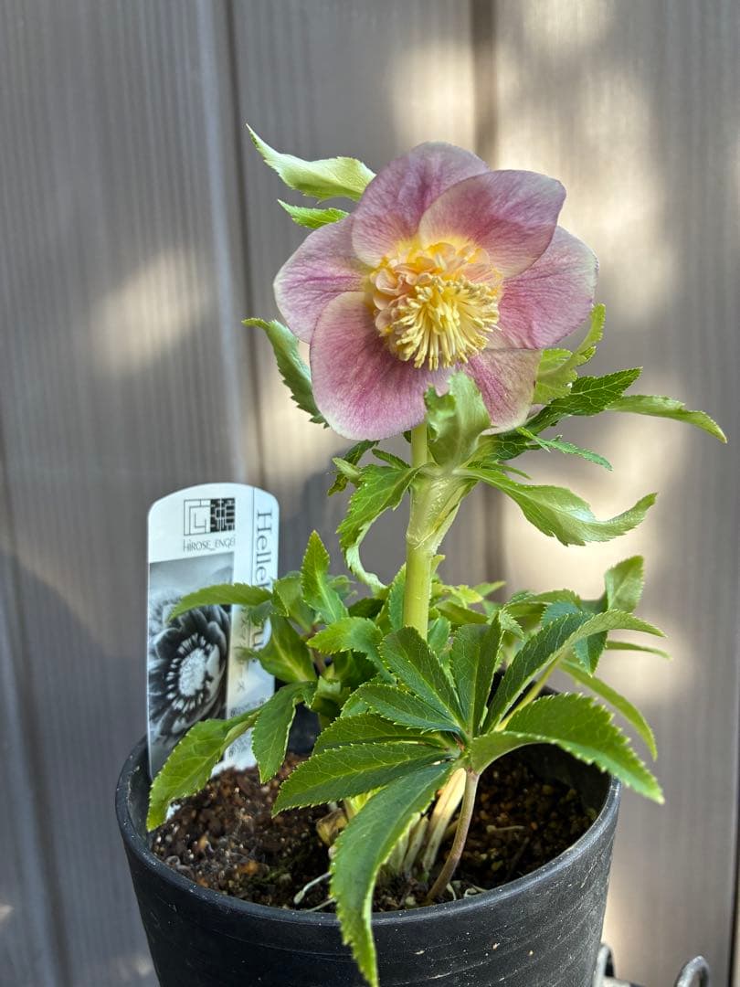 ♡広瀬園芸♡ SDベビーピンクぼかし