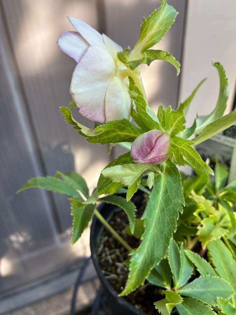 ♡広瀬園芸♡ SDベビーピンクぼかし