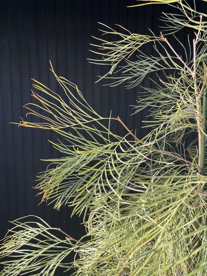 グレビレア ハニーワンダー 大株 オージープランツ