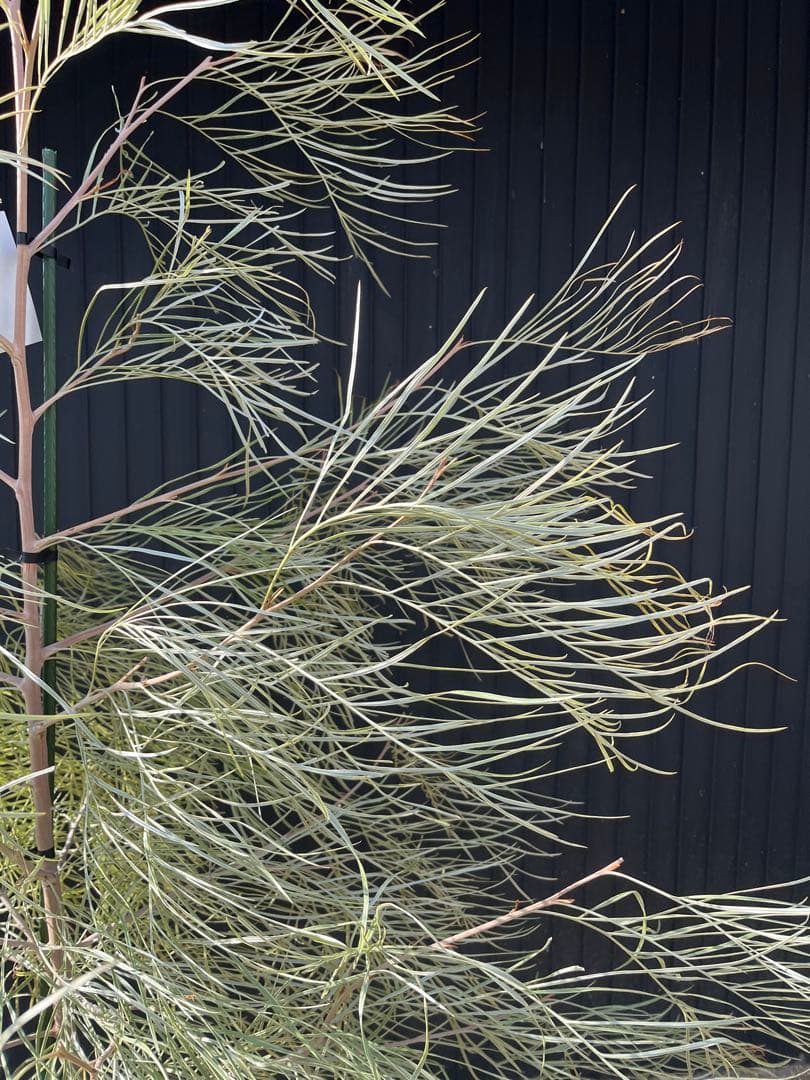 グレビレア ハニーワンダー 大株 オージープランツ