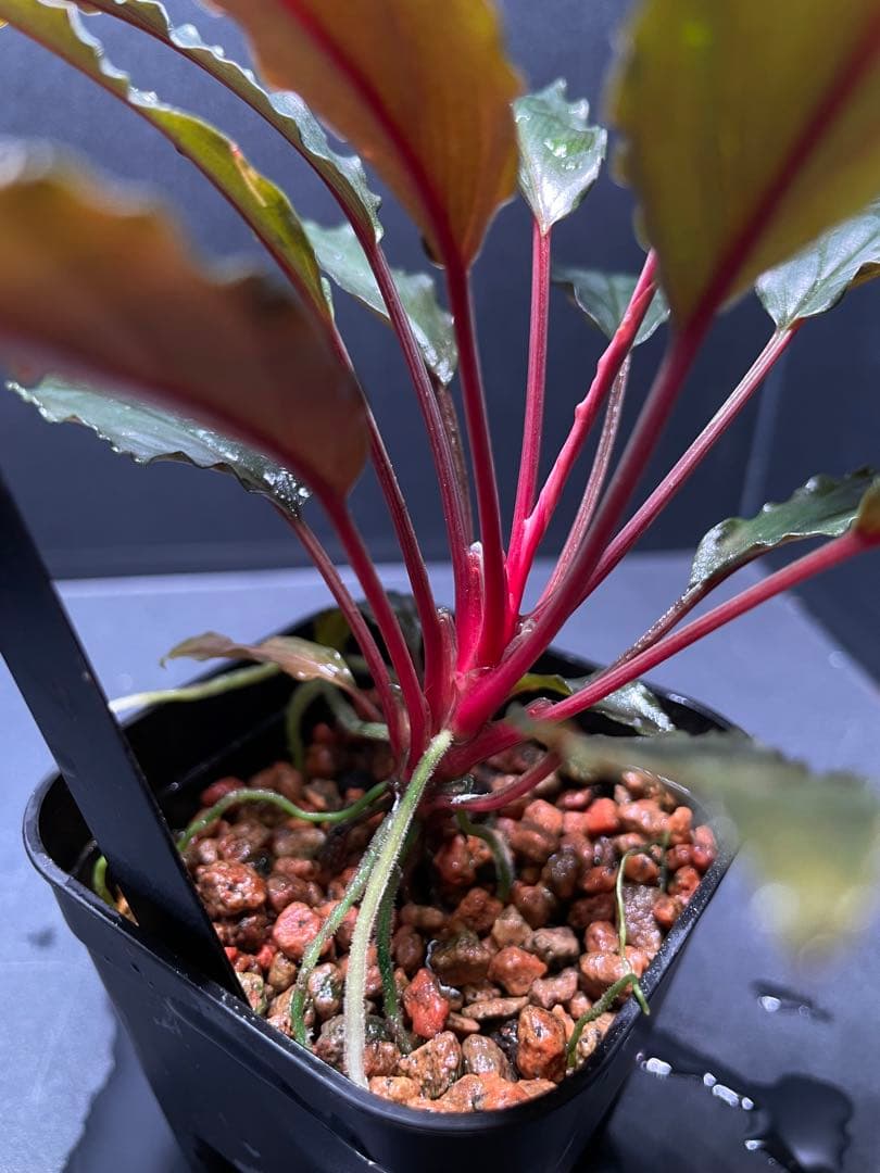 Homalomena aff. vittifolia \"赤備\" ホマロメナ　②