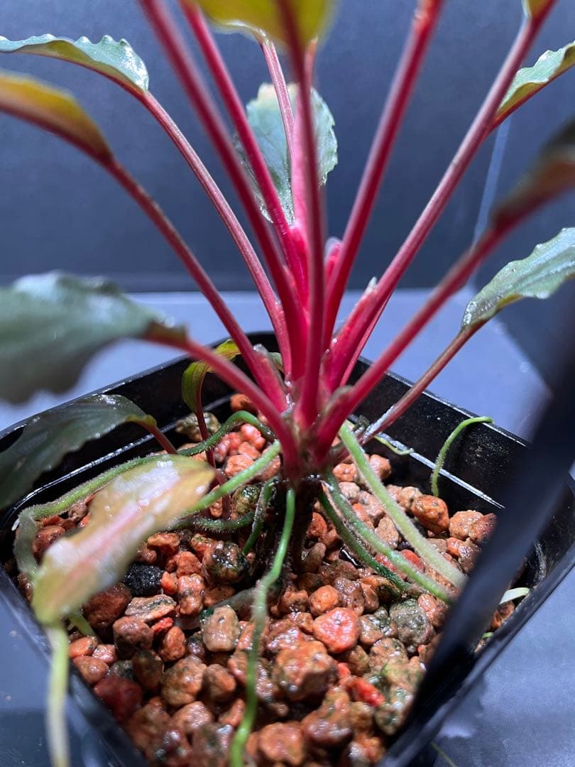 Homalomena aff. vittifolia \"赤備\" ホマロメナ　②