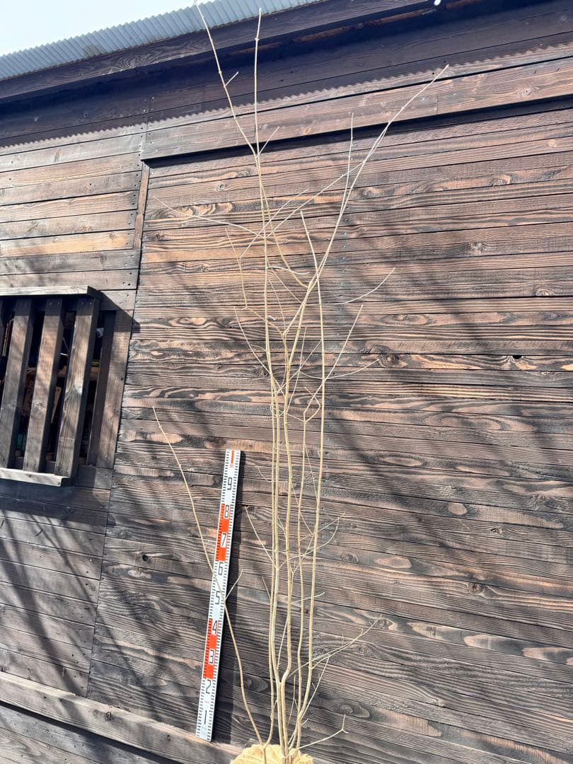 アオダモ/自生山採り【現品発送】管理70957