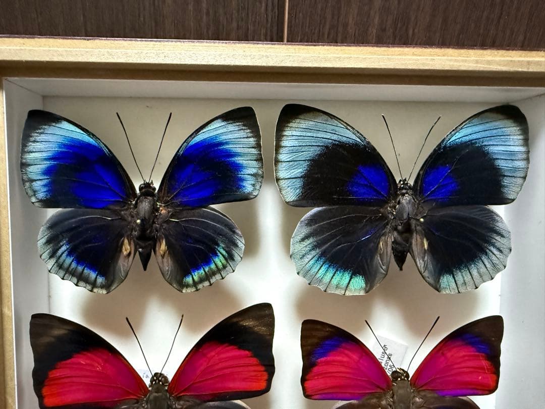 美しい蝶の標本 6匹セット