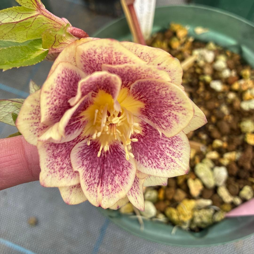 ねこさま　2点　クリスマスローズ　加藤農園　　満開過ぎ　６寸