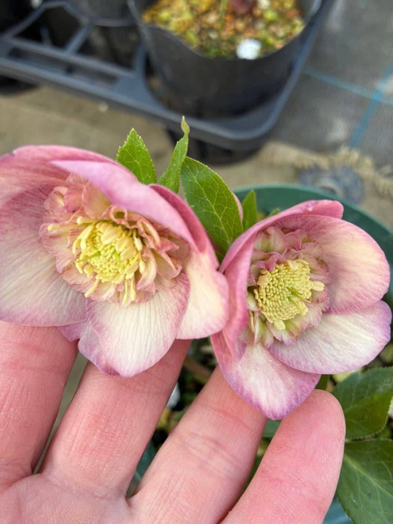 専用です⭐︎ 5日まで　クリスマスローズ　ピンクセミダブル　5寸