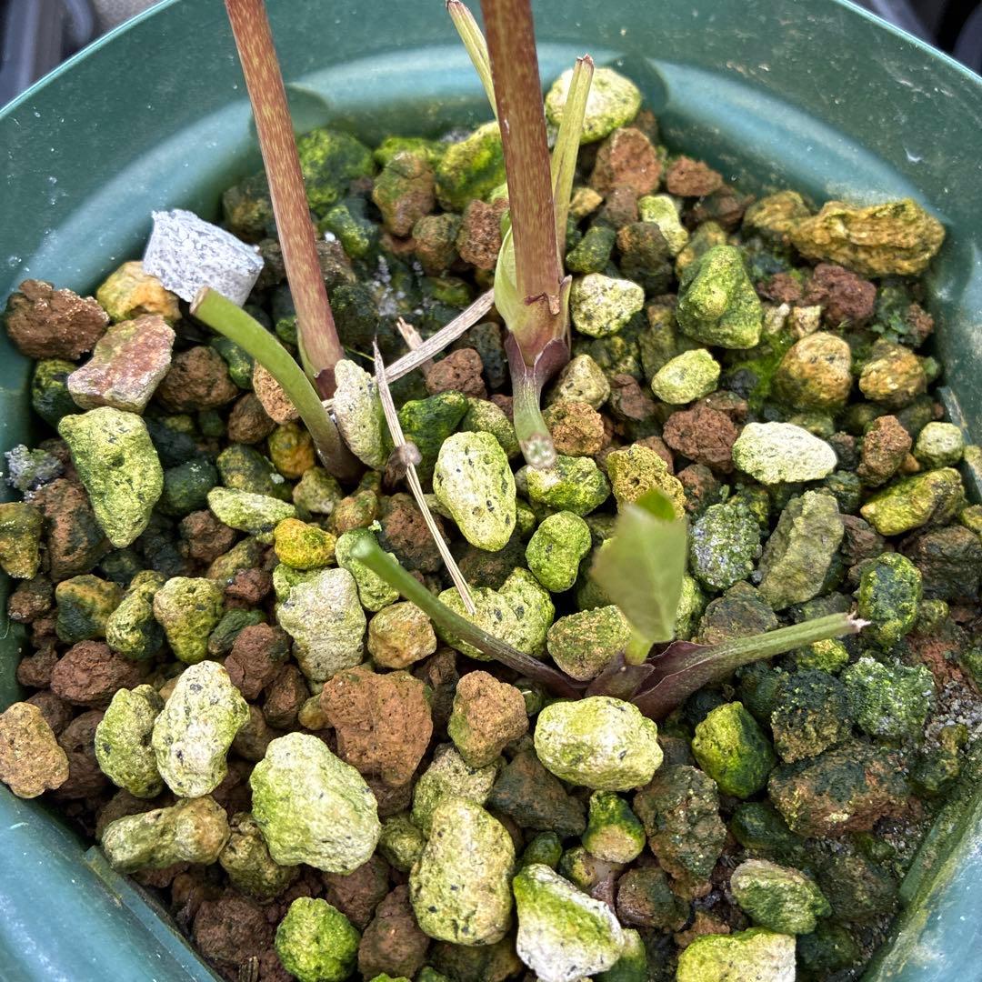 専用です⭐︎ 5日まで　クリスマスローズ　ピンクセミダブル　5寸