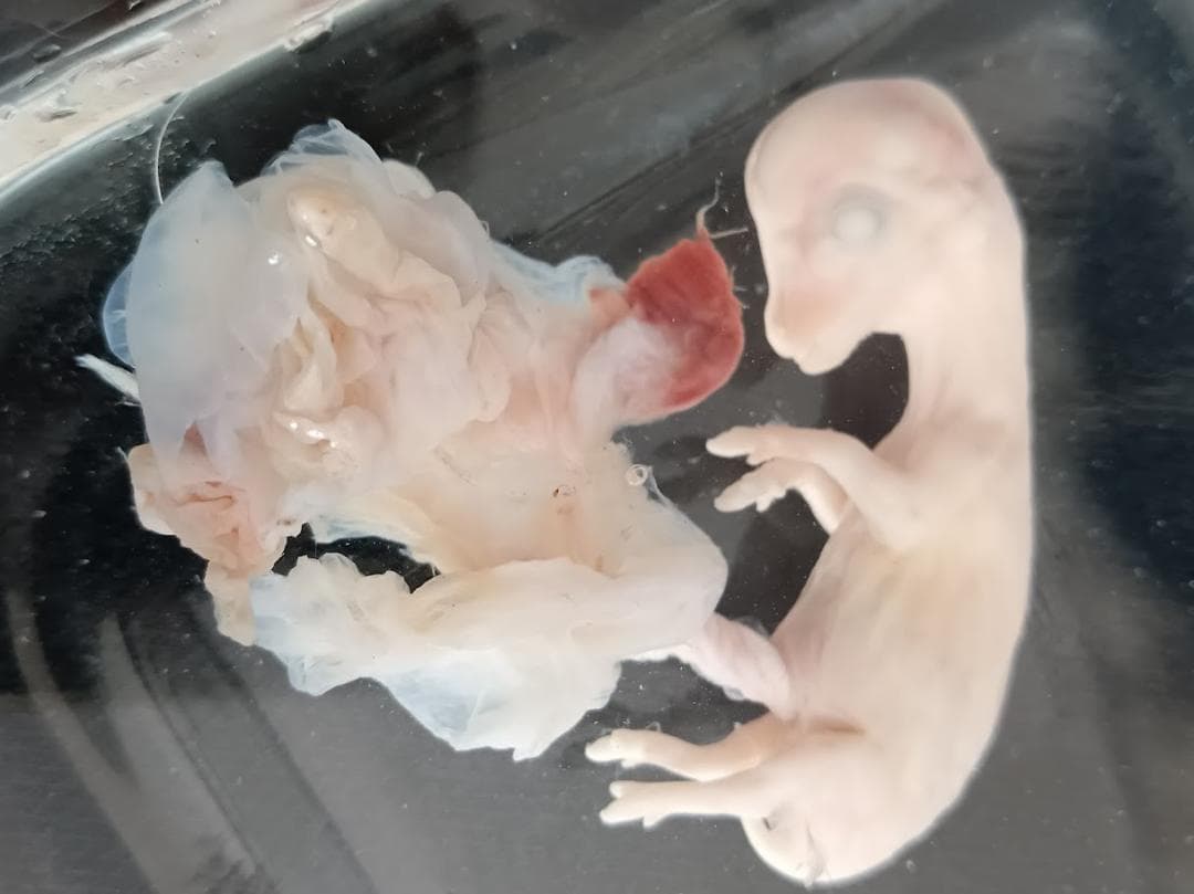 学術標本　種名ニホンジカ　胎児（♂）　エタノール浸漬標本　頭胴長約5cm