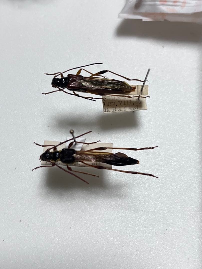 ギガン、ソリダ、セット