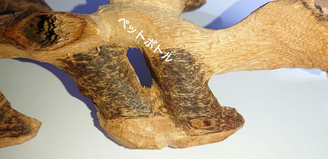 カンボジア産 奇形種 原木 一部 おまけ付き