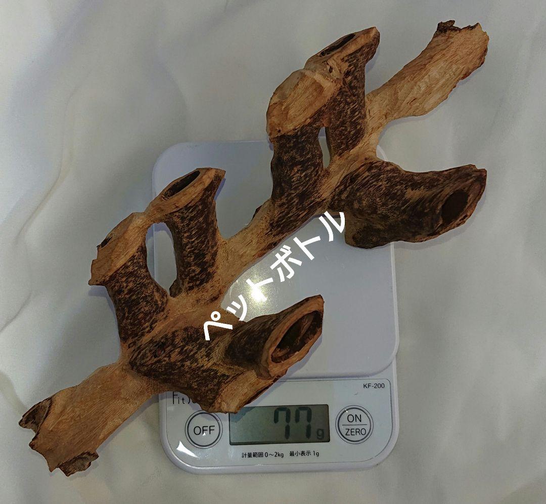 カンボジア産 奇形種 原木 一部 おまけ付き