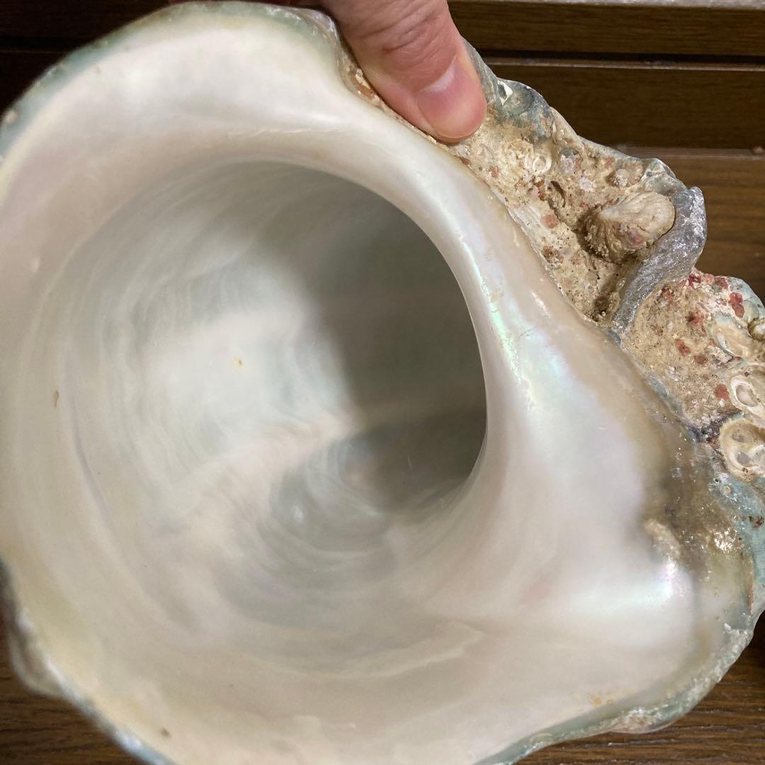 【沖縄産】夜光貝の殻　まとめ売り　9個　約9754g