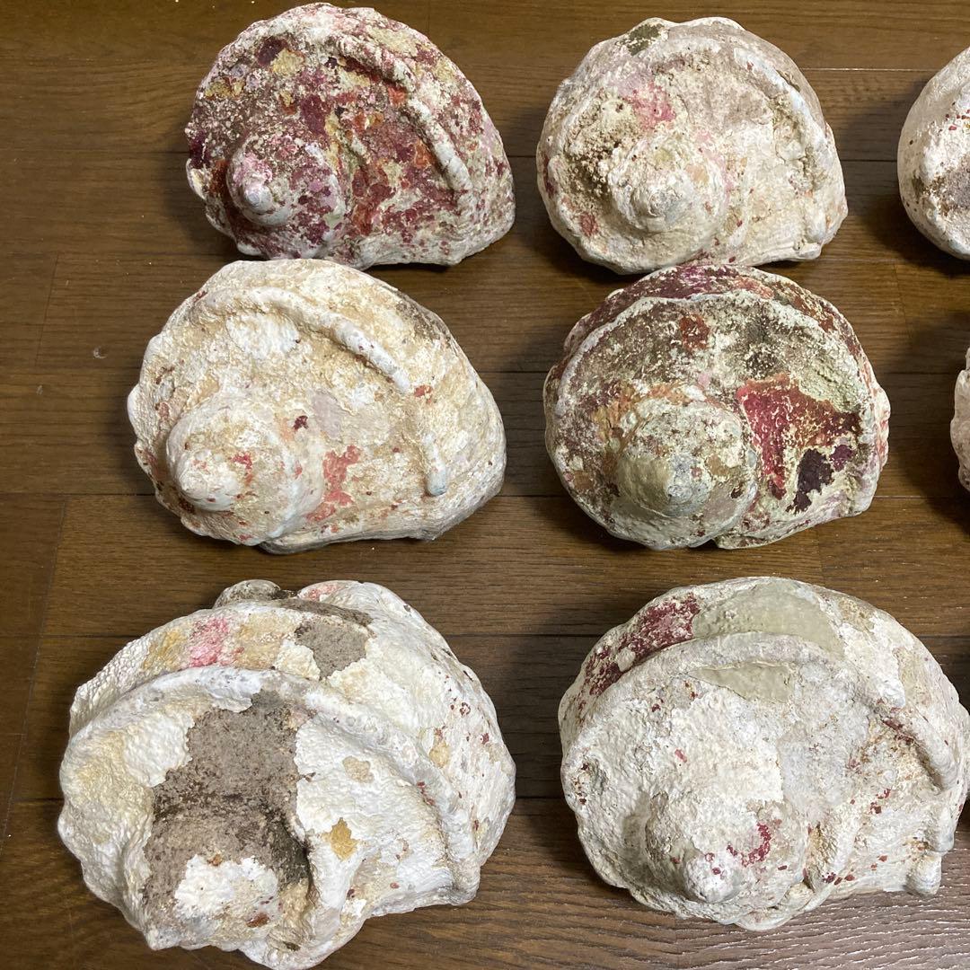 【沖縄産】夜光貝の殻　まとめ売り　9個　約9754g