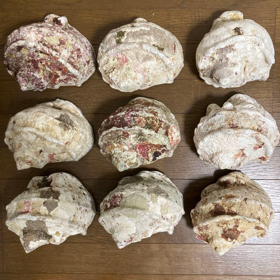 【沖縄産】夜光貝の殻　まとめ売り　9個　約9754g