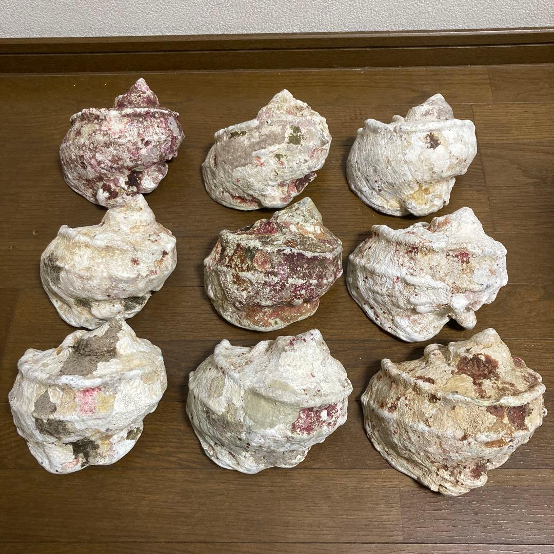 【沖縄産】夜光貝の殻　まとめ売り　9個　約9754g