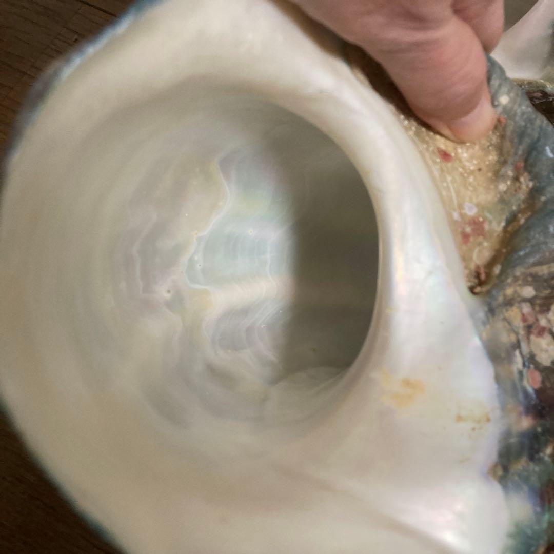 【沖縄産】夜光貝の殻　まとめ売り　9個　約9754g