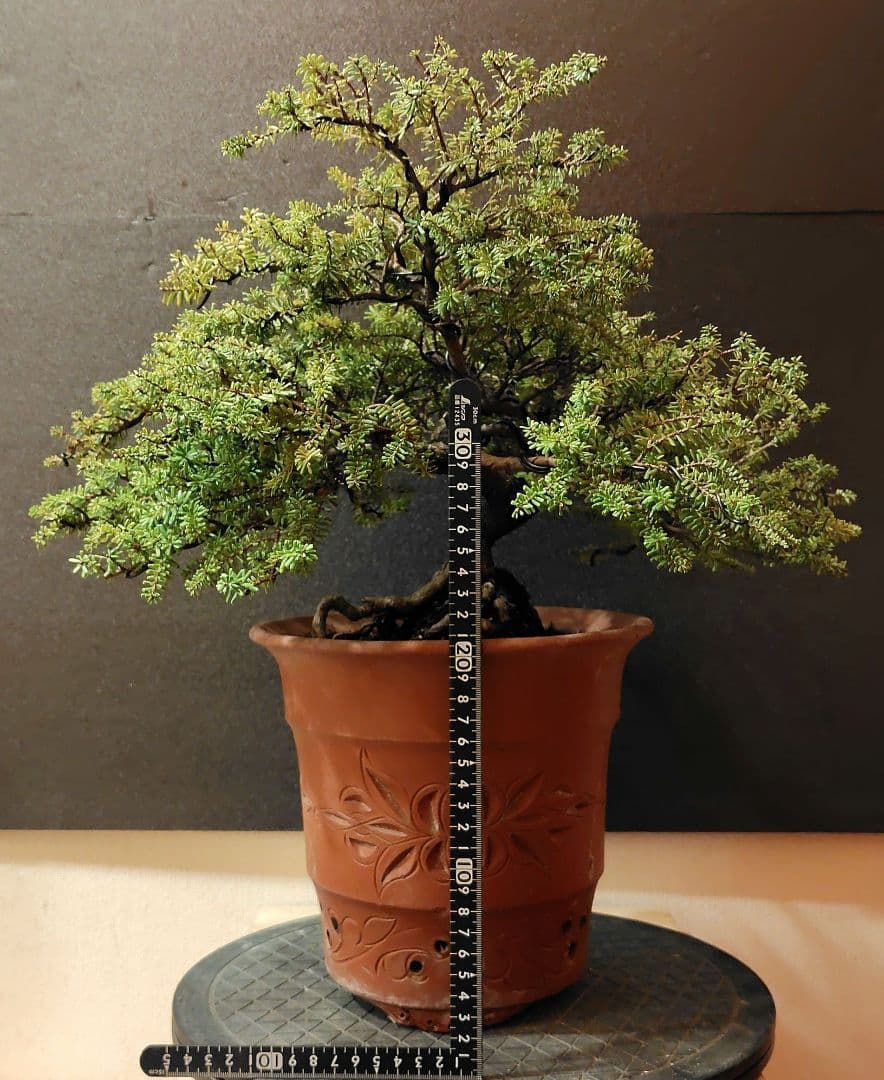 訳あり品、米栂盆栽！