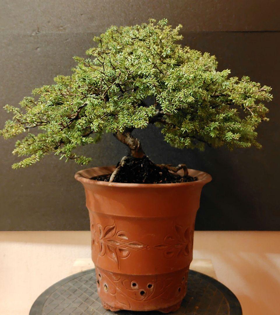 訳あり品、米栂盆栽！