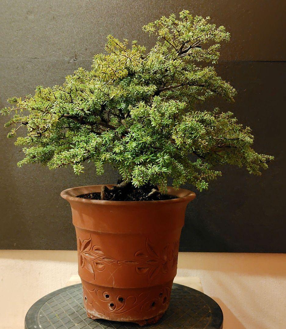 訳あり品、米栂盆栽！