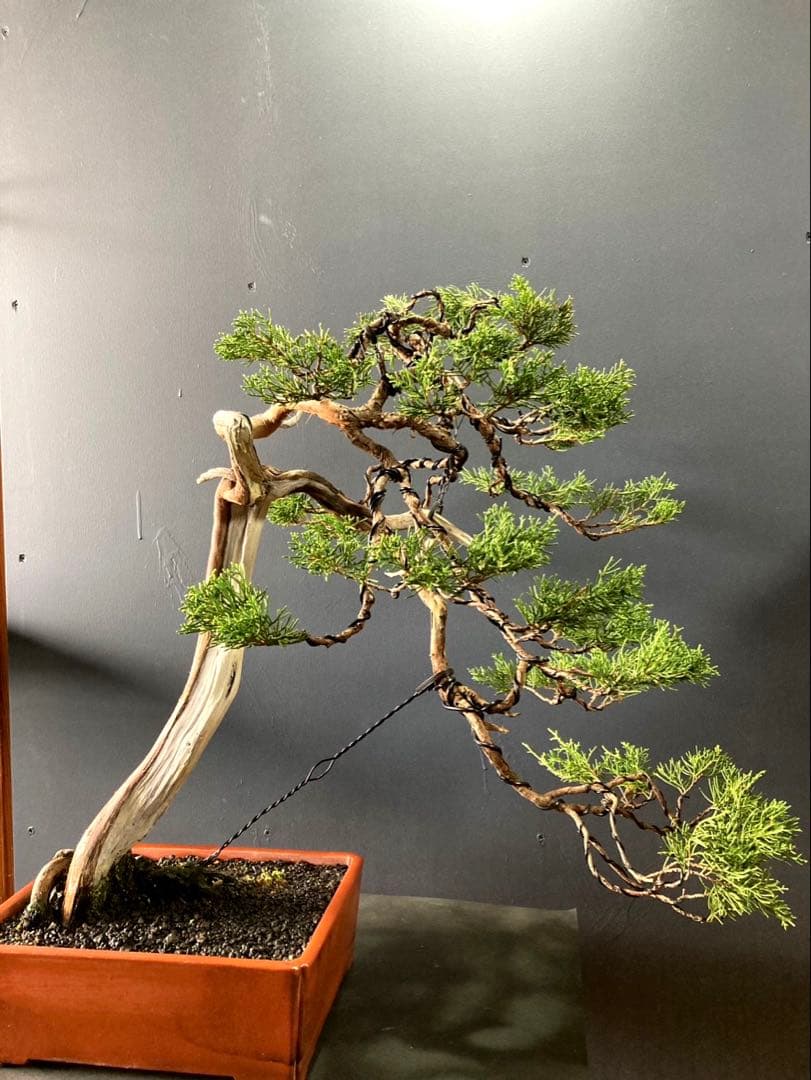 LOVE  ☆期間限定SALE☆糸魚川真柏盆栽 山木