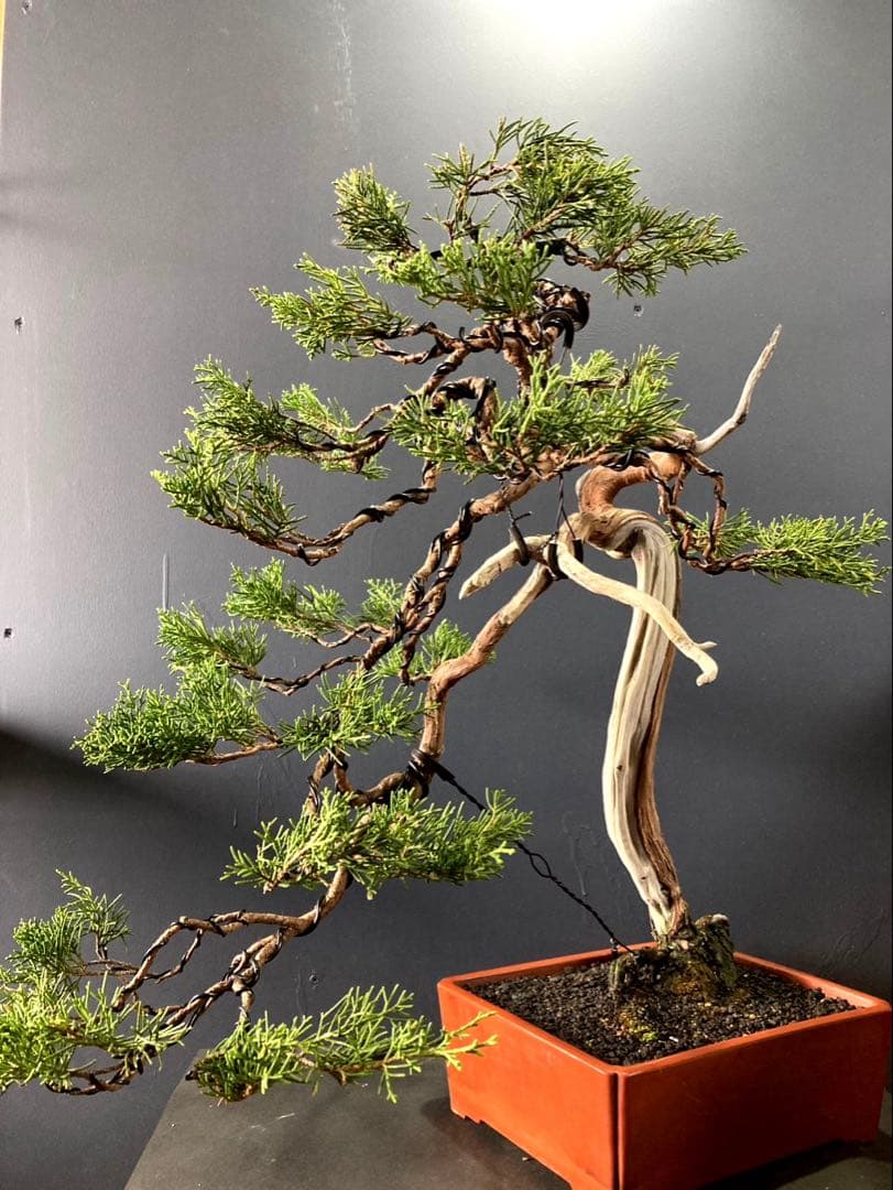 LOVE  ☆期間限定SALE☆糸魚川真柏盆栽 山木