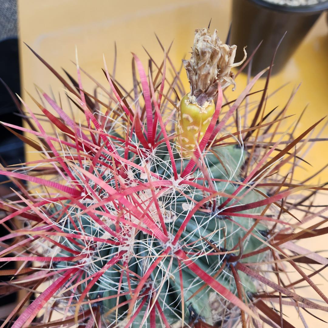 テ*】様 フェロカクタス　刈穂玉　開花球