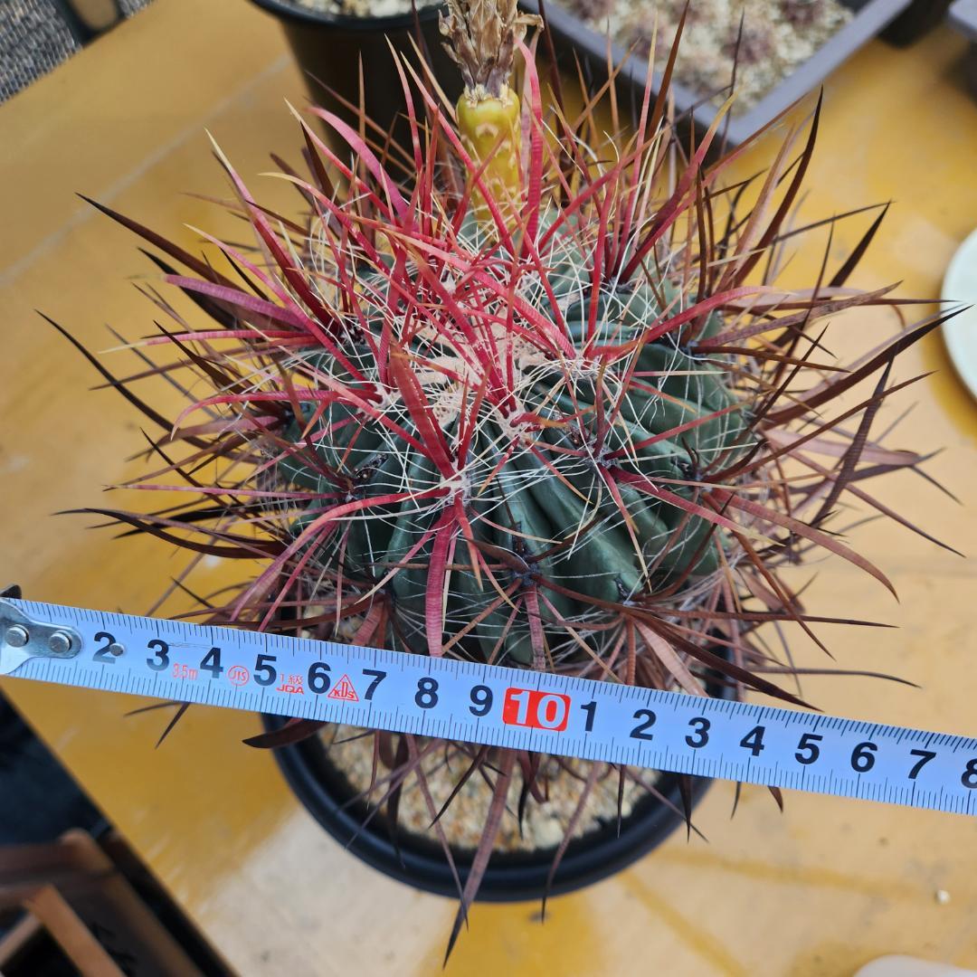 テ*】様 フェロカクタス　刈穂玉　開花球